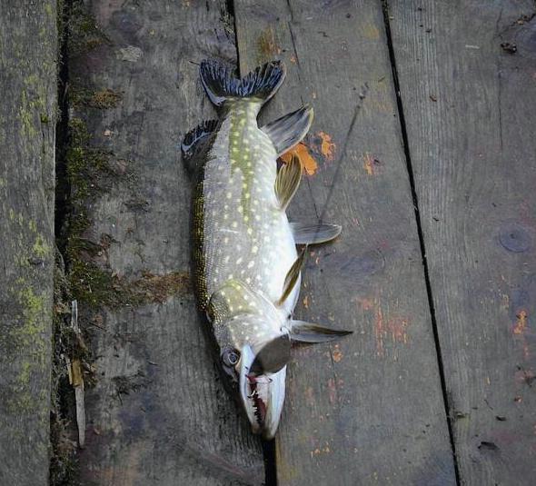 mazurskidworek atrakcje szczupak